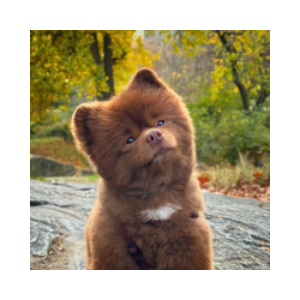 Bertram The Pomeranian