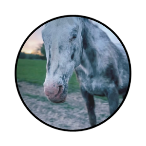 Cheyenne
