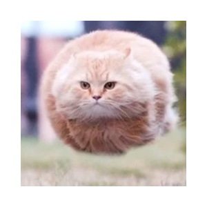 Hover Cat
