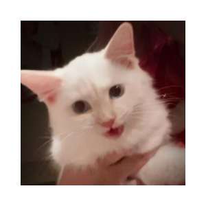 Mr Mayonnaise the Cat