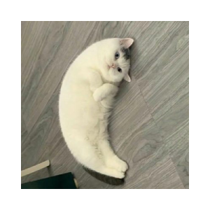 Mooncat