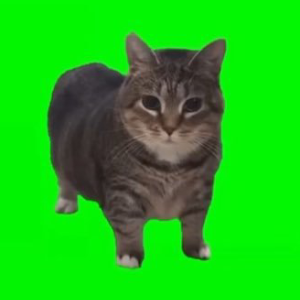 spinning cat