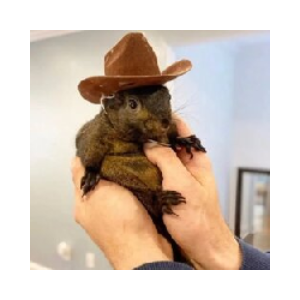 Peanut the Squirrel on Ethereum