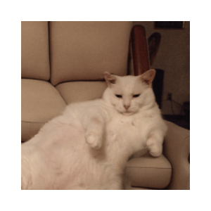 SofaCat